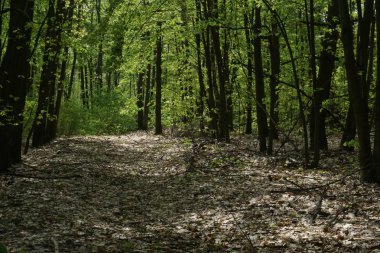 Güneşli yeşil bahar orman manzara