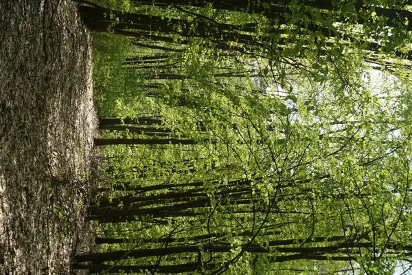 Солнечно Зеленый Лесной Пейзаж — стоковое фото