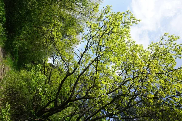 Soleado Verde Primavera Bosque Paisaje — Foto de Stock