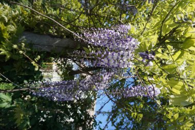 Güneşli bir günde gökyüzünün üzerinde yeşil yaprakları ile Mor wisteria