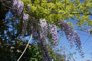 Güneşli bir günde gökyüzünün üzerinde yeşil yaprakları ile Mor wisteria