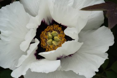 Yeşil yaprakları ile dev beyaz şakayık