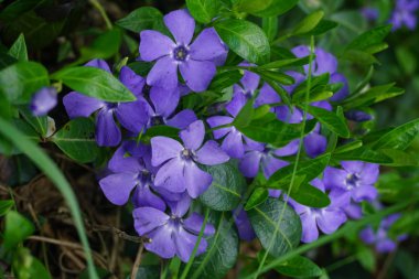 Mavi - çim en yakın mor çiçekler