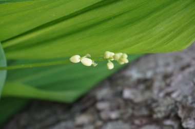 bir yaprak arka plan üzerinde vadi tomurcukları zambak dal