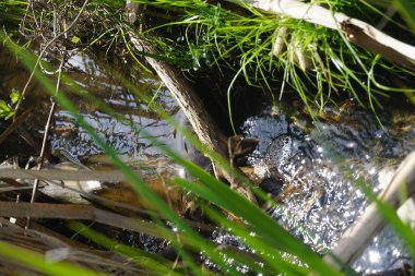 güneşli bir günde çimenlerde dere