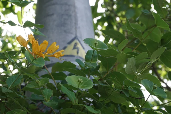 Жовті Квіти Зеленим Листям — стокове фото