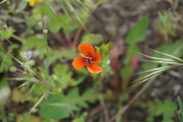 Kleiner Roter Mohn Grasblick Von Oben — Stockfoto