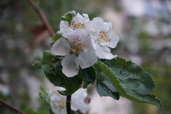 Ramo Pêra Florescente Com Flores Brancas Folhas Verdes — Fotografia de Stock