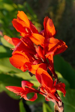 Bulanık arka plan ile kırmızı canna çiçekleri yakın çekim