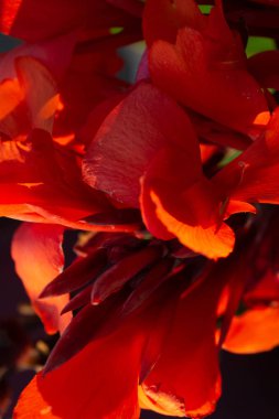 Bulanık arka plan ile kırmızı canna çiçekleri yakın çekim