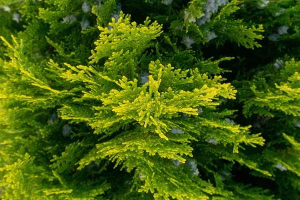 Yellow Green Guniper Bush Close — Stock Photo, Image