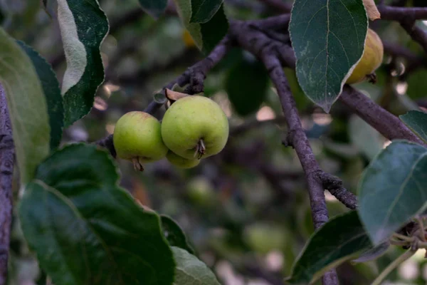Dzikie Jabłoń Małymi Jabłkami Świcie — Zdjęcie stockowe
