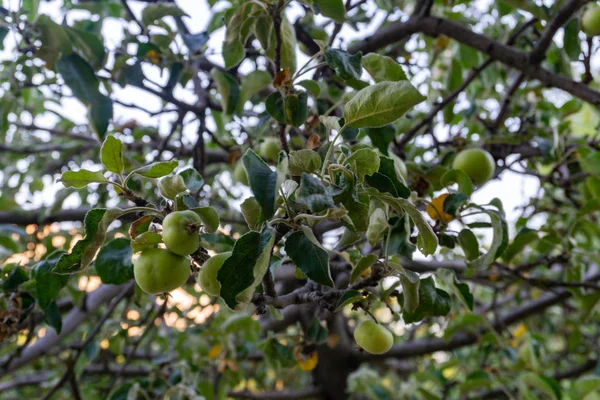 Wilder Apfelbaum Mit Kleinen Äpfeln Morgengrauen — Stockfoto