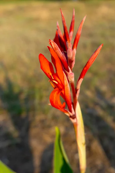Flores Vermelhas Canna Close Com Fundo Borrado — Fotografia de Stock