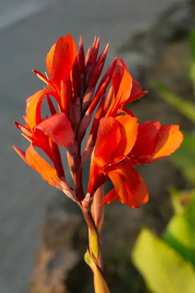 Flores Vermelhas Canna Close Com Fundo Borrado — Fotografia de Stock