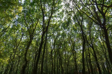 Parktaki ağaçların manzarası