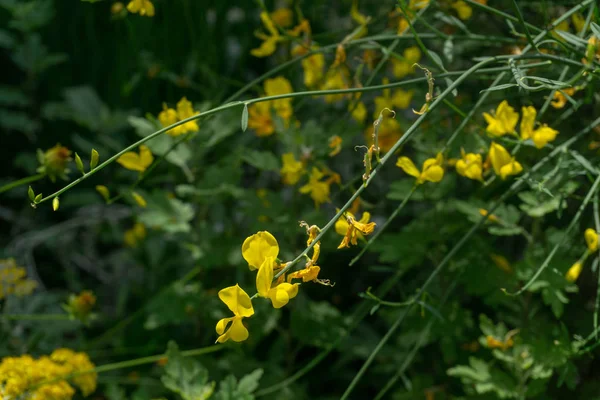 Buske Med Gula Blommor Och Gröna Blad — Stockfoto