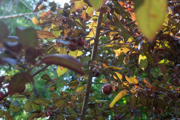 Wild plum branch with fruits and orange-green leaves