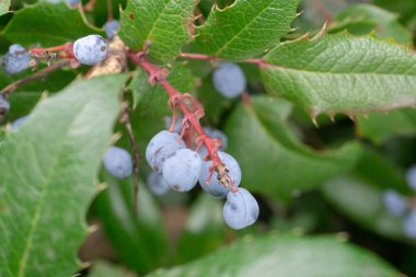 keskin yaprakların bir arka plan üzerinde mahonia gri-mavi çilek