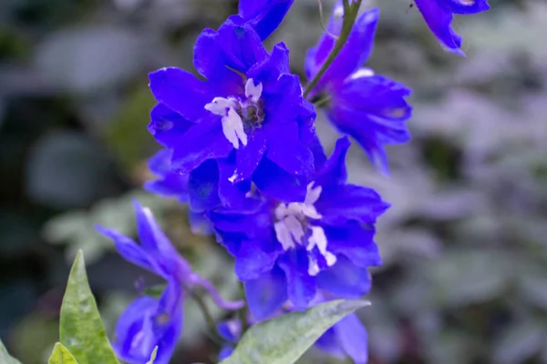Flores Violetas Con Hojas Verdes Fondo Borroso —  Fotos de Stock