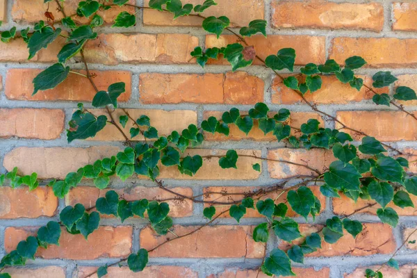 Yellow Green Ivy Brick Wall — Stock Photo, Image