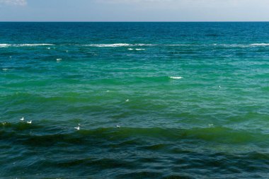 güneşli bir günde su üzerinde martılar ile deniz manzarası