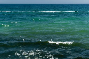 güneşli bir günde su üzerinde martılar ile deniz manzarası