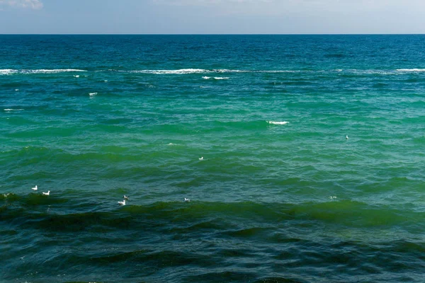 güneşli bir günde su üzerinde martılar ile deniz manzarası