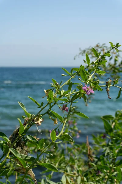 Güneşli bir deniz manzaralı