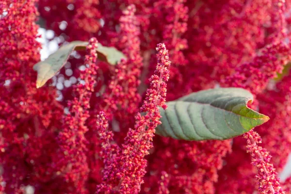 Lila Amaranth Blüten Aus Nächster Nähe — Stockfoto