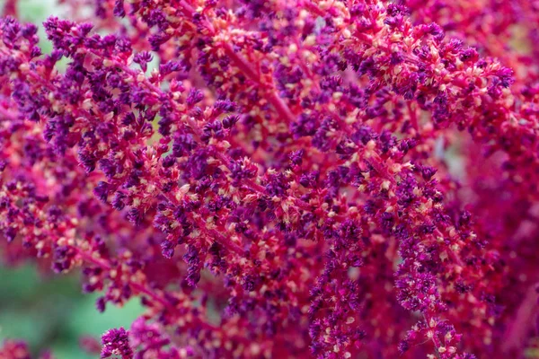 Lila Amaranth Blüten Aus Nächster Nähe — Stockfoto