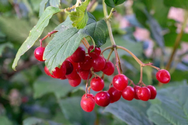 Juicy Bright Berries Viburnum — стоковое фото