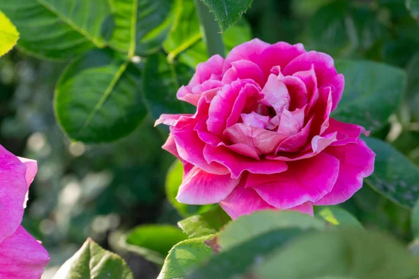 Hot pink rose flower close-up with green leaves and blurred background