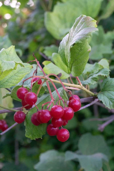 Juicy Bright Berries Viburnum — стоковое фото