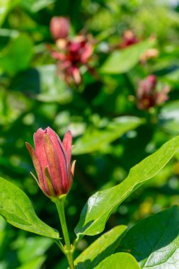 Yeşil brunch 'ta alışılmadık pembe bir çiçek, yakın plan, bulanık yeşil arka plan
