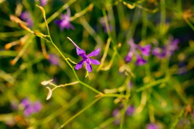 Larkspur / pickaxe / comfrey / consolidida mor menekşe kır çiçekleri bulanık yeşil arkaplanı ile kapatın