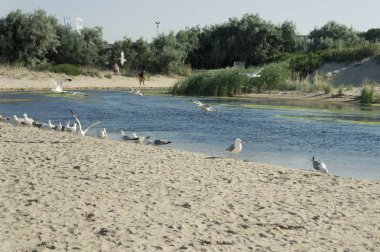 Martılar ırmak, İçecek su