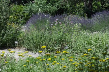 Lavanta çiçek yatak parklarda çiçeklenme. Bulgaristan