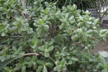 Botanik Bahçesi Balchik, Bulgaristan. Kaktüsler ve succulents koleksiyonu