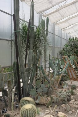 Botanik Bahçesi Balchik, Bulgaristan. Kaktüsler ve succulents koleksiyonu