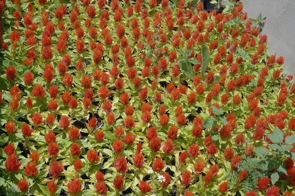 Botanická Zahrada Balchik Bulharsko Kolekce Kaktusů Sukulentů — Stock fotografie