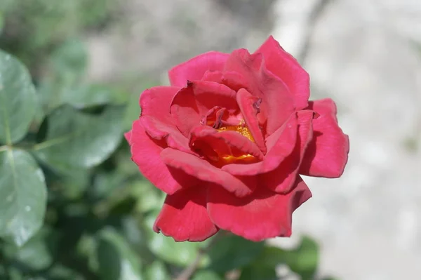 バラの花の植物園のクローズ アップ — ストック写真