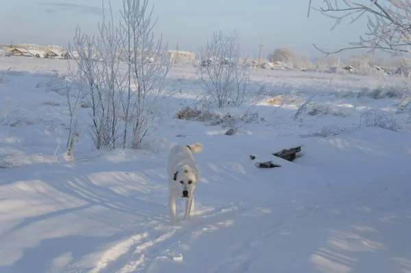 Duży Biały Pies Owczarek Środkowoazjatycki Chodzenie Boisko Pokryte Śniegiem — Zdjęcie stockowe