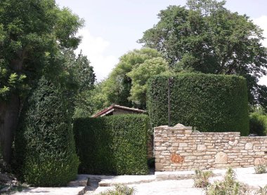 Güzel kesilmiş ağaç parkta. Bulgaristan