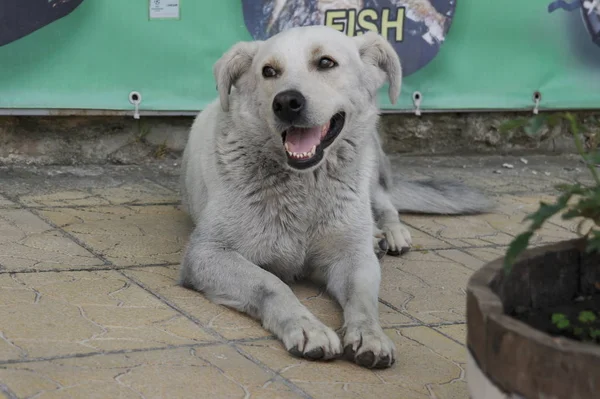 White Big Dog Street Bulgaria — Stock Photo, Image