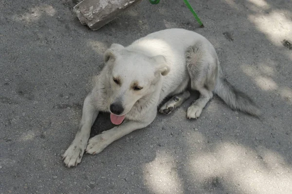 White Big Dog Street Bulgaria — Stock Photo, Image