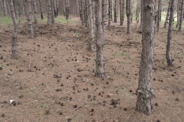 Bulgaristan'da çam ormanı