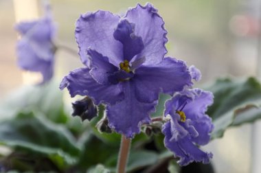 penceresinde çiçek açan menekşe