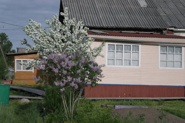 Blommande Äppelträd Och Lila Buske Nära Huset — Stockfoto