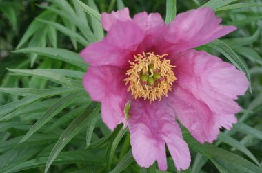 çiçek Maryin kökü, anomala şakayık